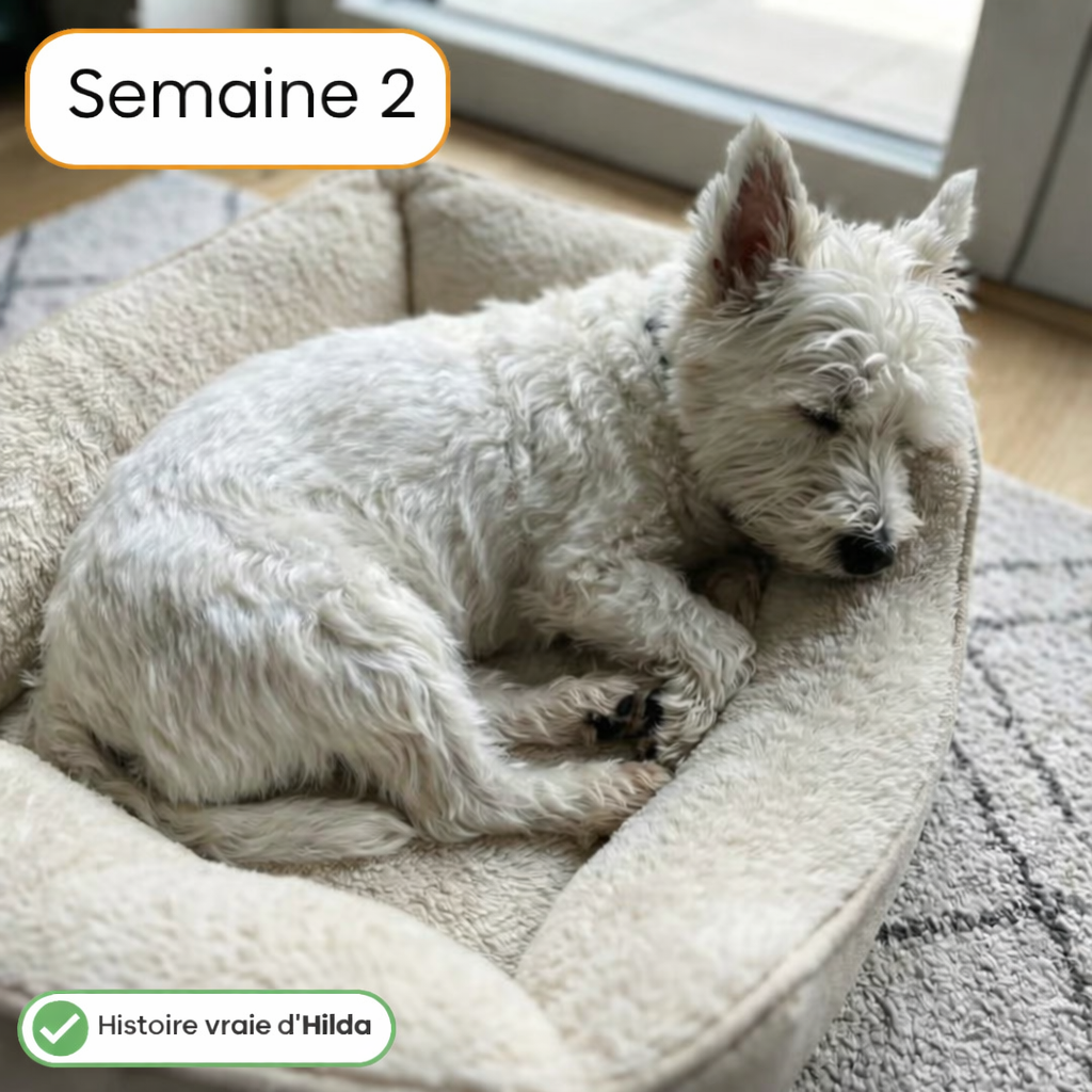 Traitements contre les démangeaisons et les allergies