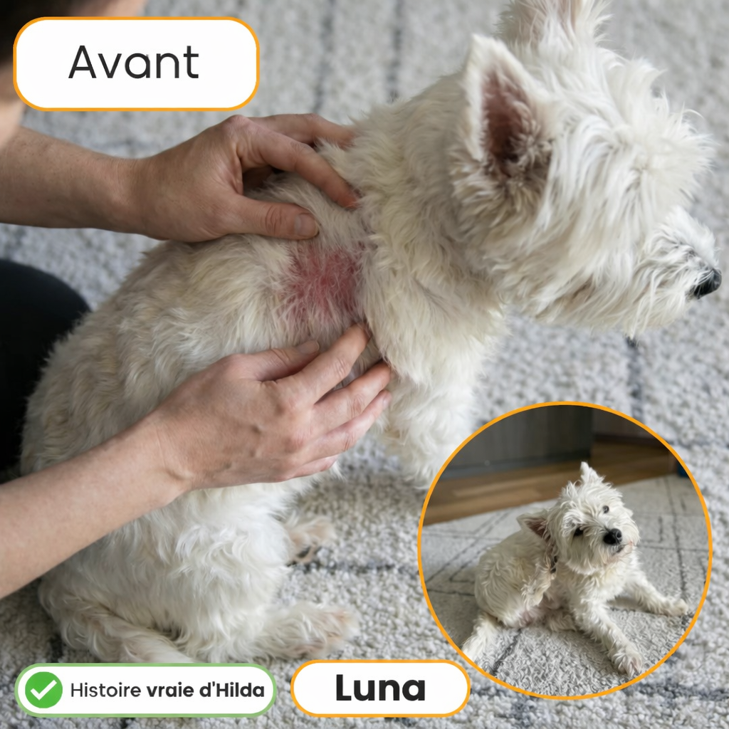 Traitements contre les démangeaisons et les allergies