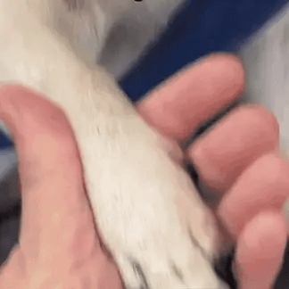 PAWSR™ – Coupez les griffes sans risque ni stress